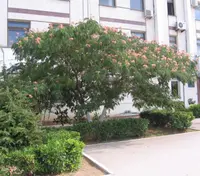 Persian silk tree
