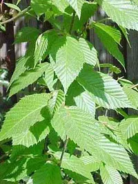 yellow birch (Betula alleghaniensis) plant