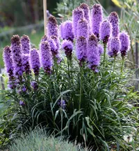Dense blazing star
