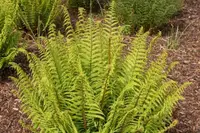 Dryopteris pseudomas
