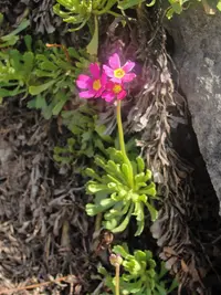 Sierra primrose (Primula suffrutescens) plant