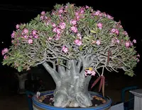 tree at night