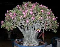 tree at night