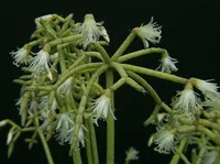 Rice cactus (Rhipsalis cereuscula) plant