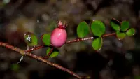 Teaberry