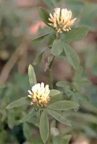 Egyptian clover
