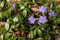 Duranta erecta flowers