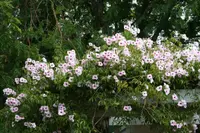 Pandorea jasminoides