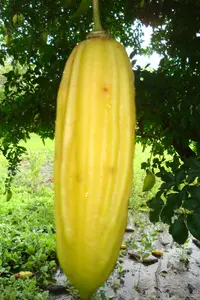 cuachilote