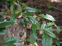 Maesa japonica (Maesa japonica) plant
