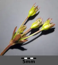 California rockjasmine