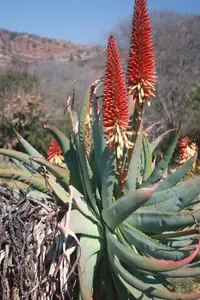blue krantz aloe