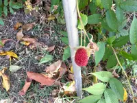 Rubus croceacanthus (Rubus croceacanthus) plant
