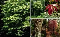 sourwood