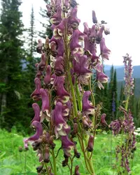 Aconitum leucostomum (Aconitum leucostomum) plant