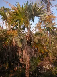 Key Thatch Palm