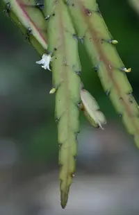Hurricane Cactus (Lepismium cruciforme) plant