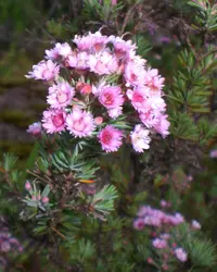 plumed featherflower (Verticordia plumosa) plant
