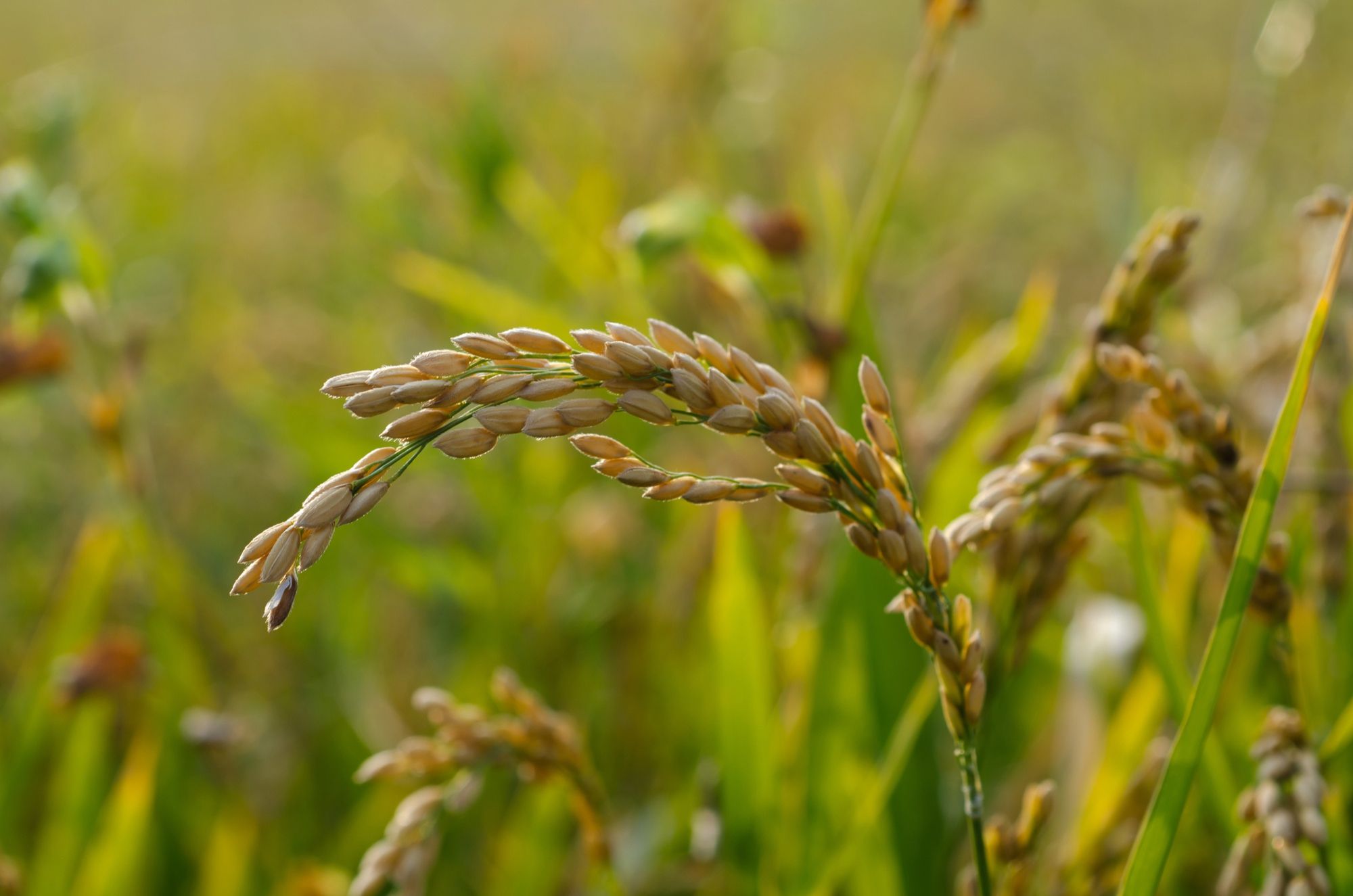 Rice Plant