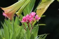Curcuma alismatifolia flowers