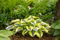 Hosta Shadowland Autumn Frost plant