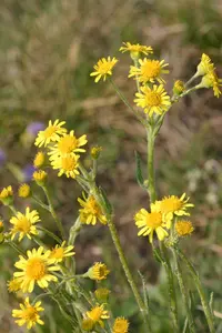 field fleawort
