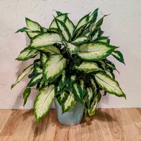 Dieffenbachia 'Compacta' indoor
