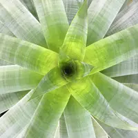 Bromeliad
