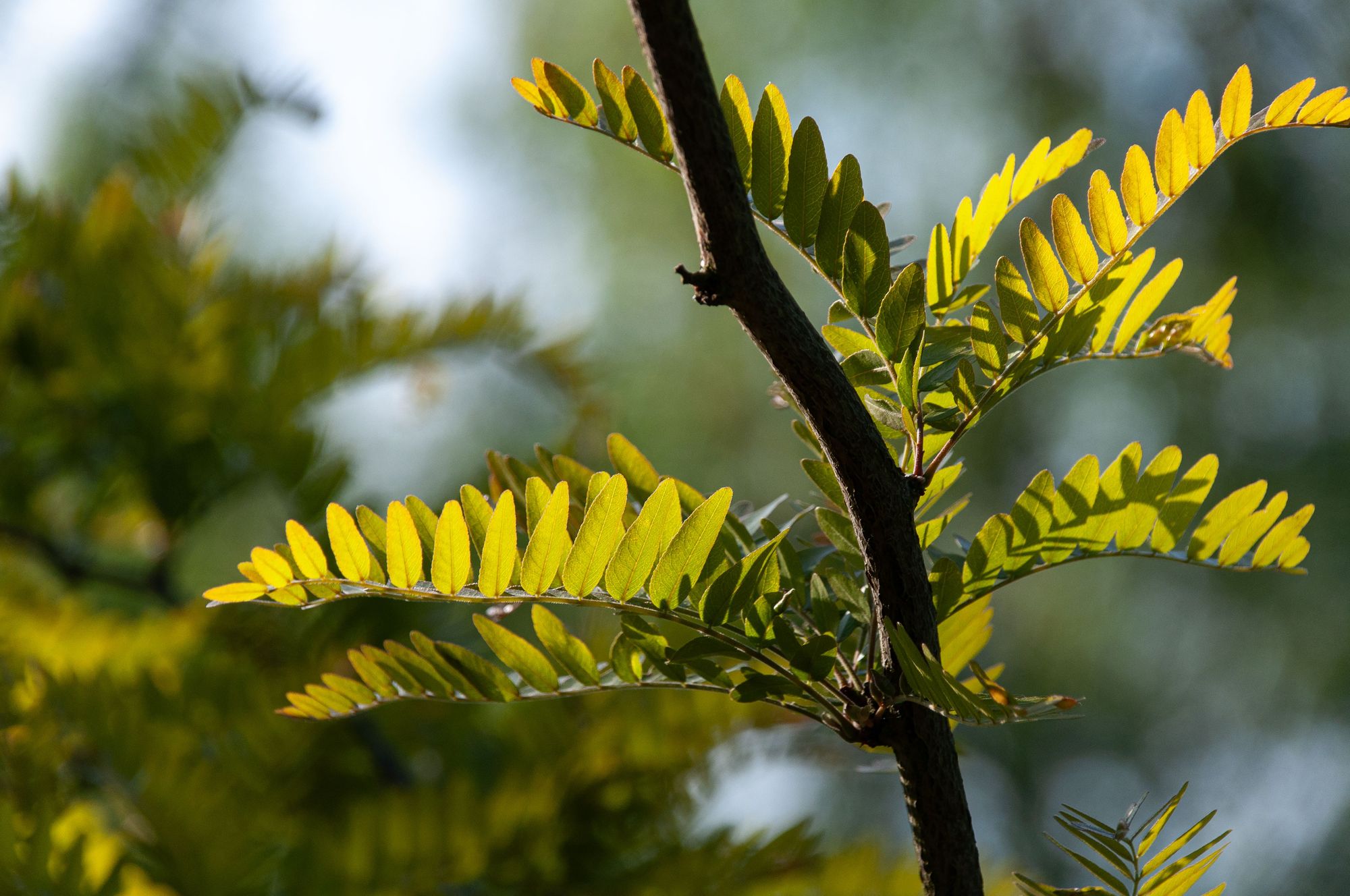 Trees With Thorns - Honey Locust