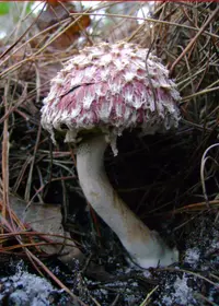 Pineapple Bolete (Boletellus ananas) plant