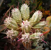 Euphorbia mammillaris