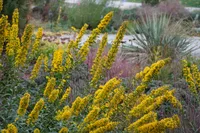 showy goldenrod (Solidago speciosa) plant