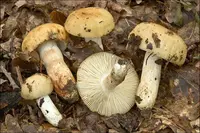 Almond-scented Russula