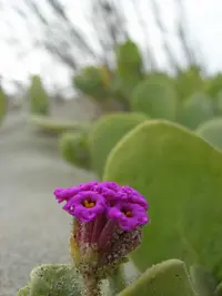 red sand verbena