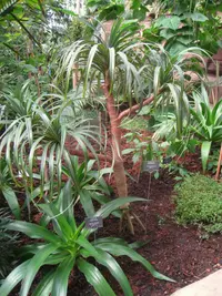 \Baquois redresse\ (Pandanus montanus) plant
