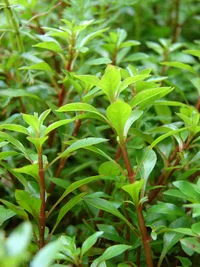 Water Purslane (Ludwigia palustris) plant
