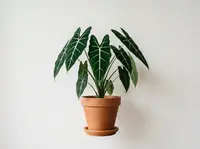 Elephant's Ear (Alocasia micholitziana 'Frydek') plant