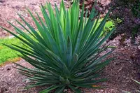 Yucca gloriosa bush
