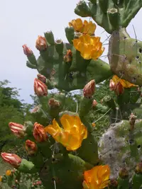 Riverina pear (Opuntia elata) plant
