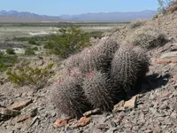 cottontop cactus