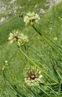 victory onion