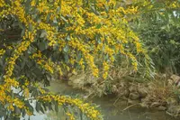 notable wattle