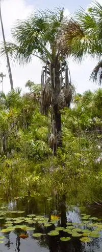 Moriche Palm (Mauritia flexuosa) plant