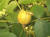 pignut hickory (Carya glabra) plant