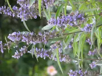 chaste tree (Vitex agnus-castus) plant