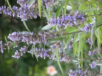 chaste tree (Vitex agnus-castus) plant