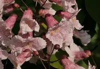 Manchurian catalpa (Catalpa bungei) plant
