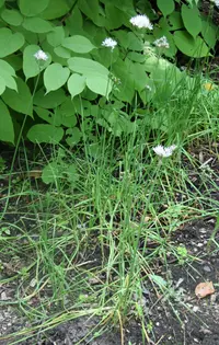 Fragrant-flowered Garlic