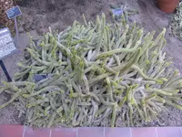 Cleistocactus baumannii