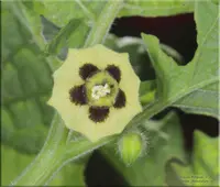 strawberry-tomato